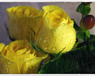 Rosas amarelas na chuva