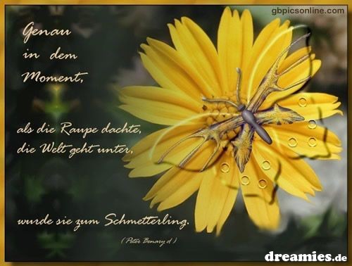 ext. Bild